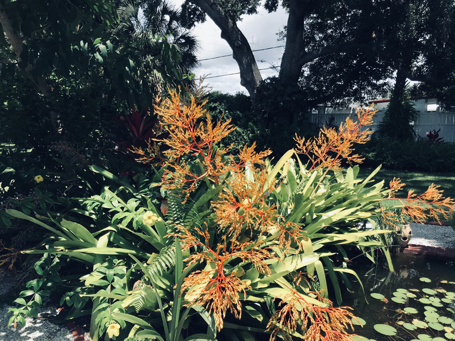 Dunedin Vacastion Rental VRBO AirBNB Hotel