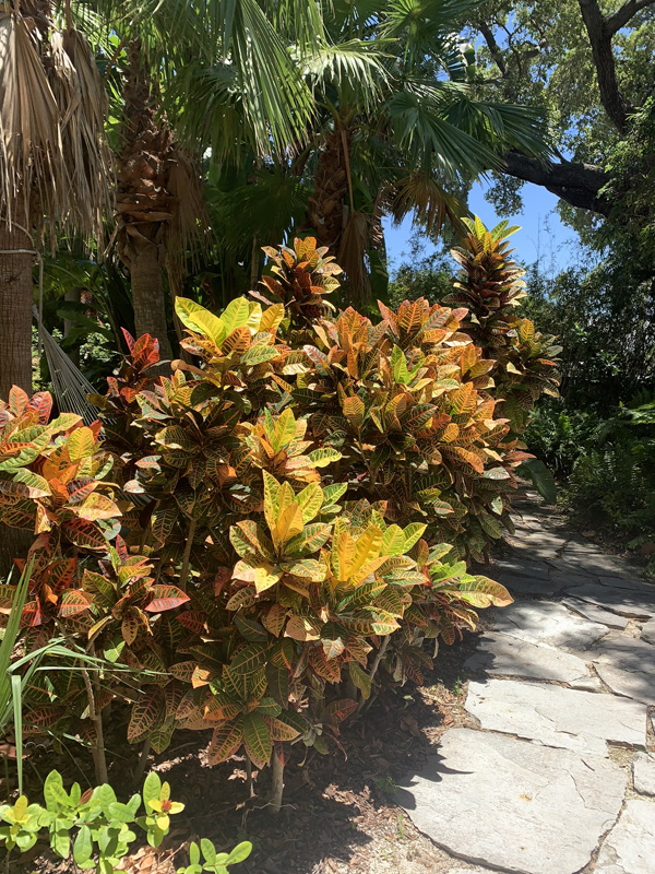Dunedin Vacastion Rental VRBO AirBNB Hotel