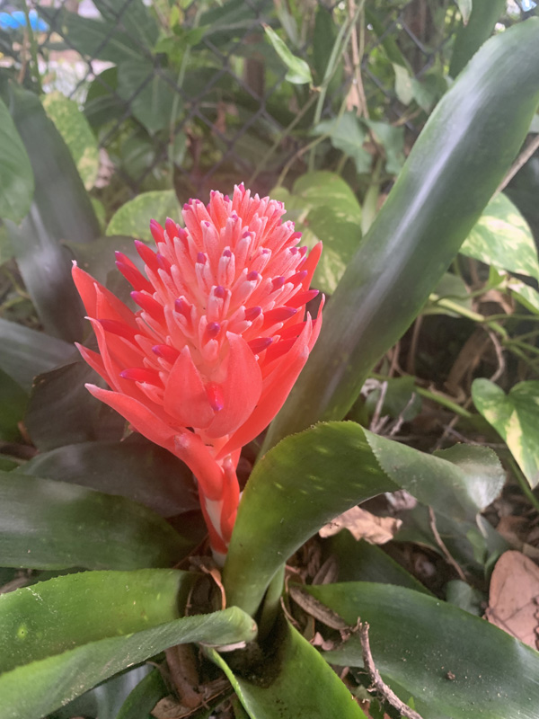 Dunedin Vacastion Rental VRBO AirBNB Hotel